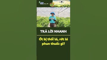 APN - Ớt bị rớt lá, thối lá phun gì? #apnhoamau
