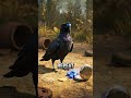Crows Can Learn to Use Money Without Being Taught #shorts #sciencefacts