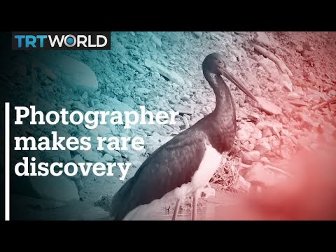 ⁩Photographers spot first