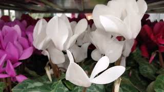 Cyclamen Flower 💐nice colors