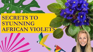 Mastering African Violets: Tips for Healthy Blossoms