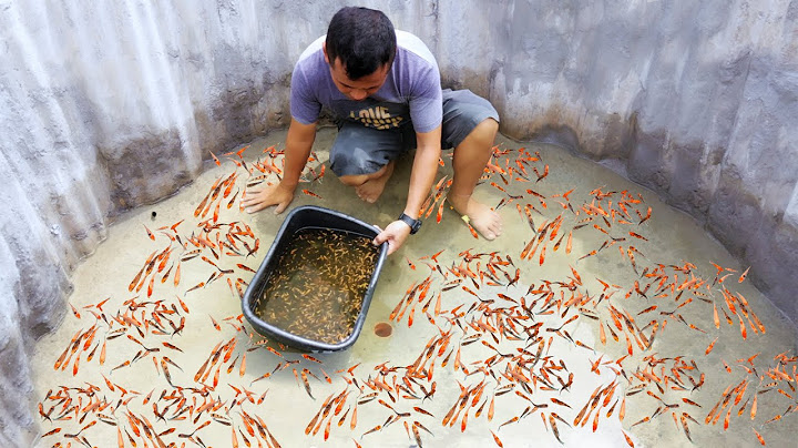 Adding 3,000 FISH To My Newly built 2,000G BACKYARD POND! Everyone Can Do This And Start Raising Koi