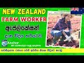 New zealand farm worker application   how to apply for farm worker jobs in new zealand