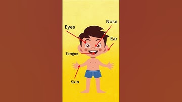 5 Sense Organs for Kids | Learn sense organs for kids #senseorgans #eyes #nose #kidslearning