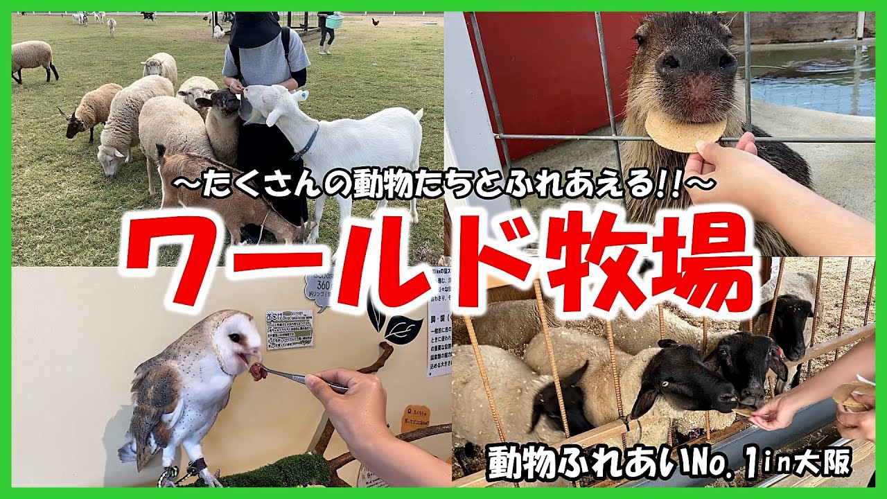 ワールド牧場 動物ふれあいno 1in大阪 たくさんの動物たちとふれあえる Youtube