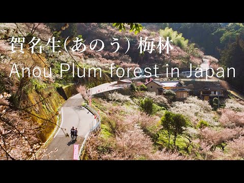 2万本が咲く賀名生(あのう) 梅林【一度は行きたい絶景】（奈良）　Anou Plum Forest - Spectacular view of Japan