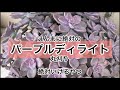 [多肉植物]丸刈り〜パープルディライト