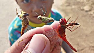 Berburu Capung Warna Warni Di Sawah - Menangkap Capung Dragonfly