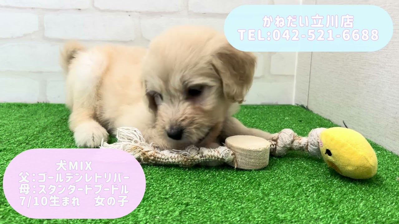 価格の安い【動画あり！】犬MIX(父：ゴールデンレトリバー×母