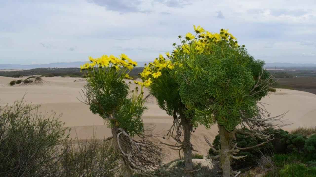 Growth Habits of the Strange & Bizarre : Giant Coreopsis, Leptosyne gigantea