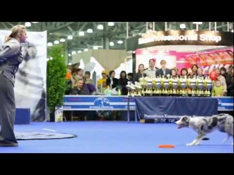 Международная выставка собак ЕВРАЗИЯ 2011