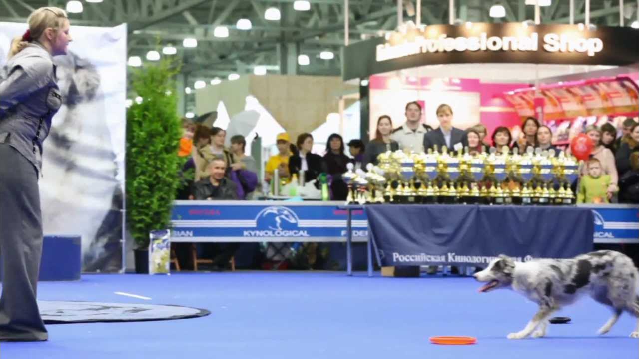 06 24. Всепородная выставка собак. Выставка собак в архангельске 23. Хаски на выставке. Выставки собак липецк.
