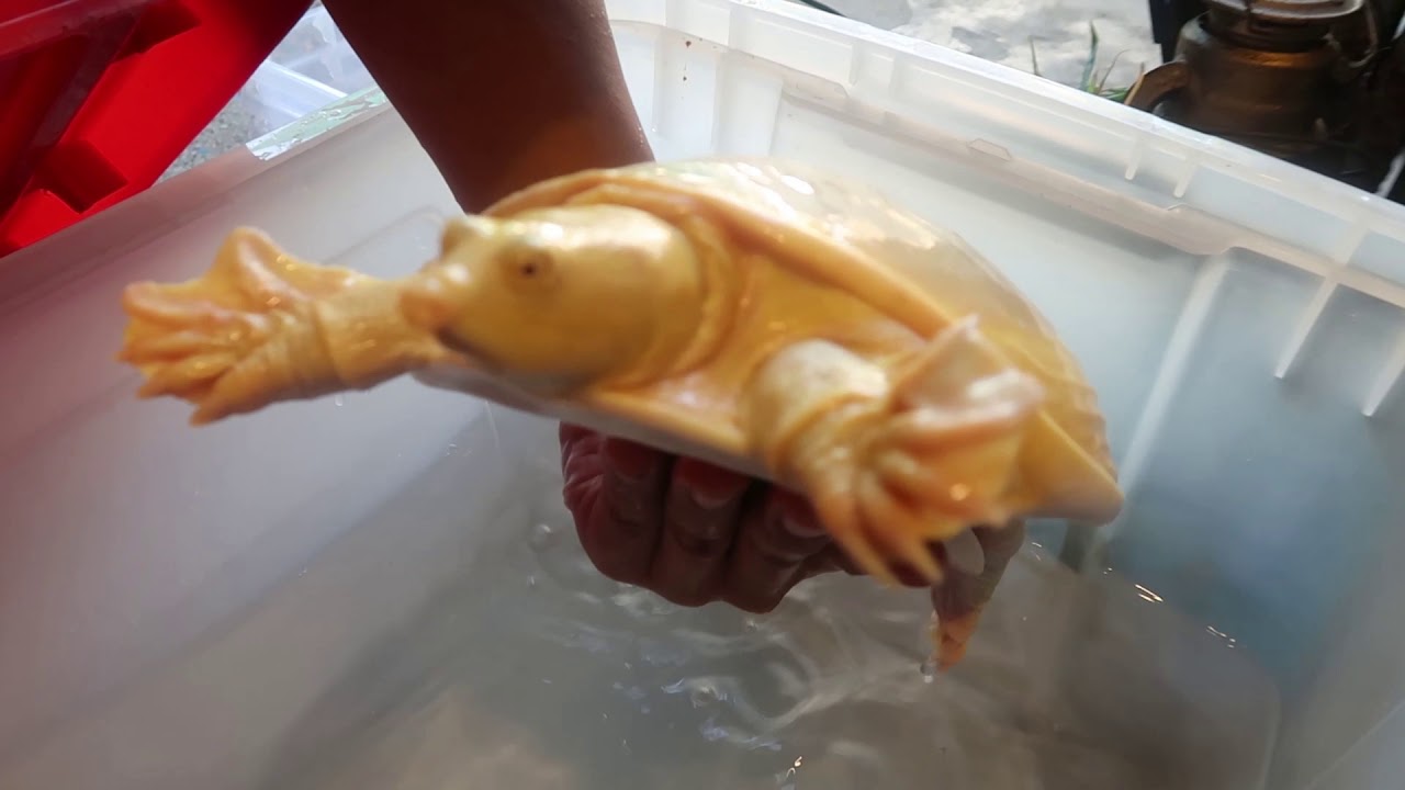 Exotic Pet Shop in Yangon!