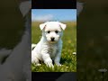 🐶☀️👍 #musica #cute #baby #dogs