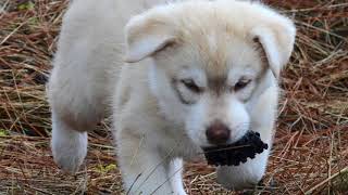 Puppy Socialization by DireWolf Dogs of Vallecito, LLC 1,554 views 5 years ago 22 minutes