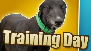 TRAINING DAY  Greyhounds: The Dogumentary (Episode 2)