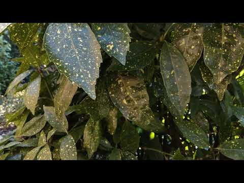 Wideo: Aucuba Japonica: Przycinanie japońskiej rośliny Aucuba