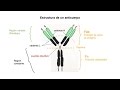 Inmunología 04 - Anticuerpos. Estructura y tipos.