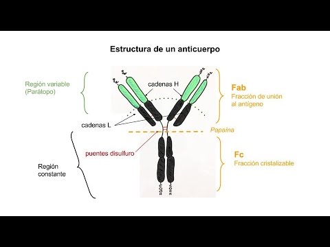 Vídeo: ElliPro: Una Nueva Herramienta Basada En La Estructura Para La Predicción De Epítopos De Anticuerpos