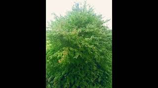 Nebel Klang #entspannung #nature #asmr #wald #meditation