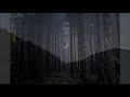 ASMR | Nature Sounds for sleeping | Fall Asleep | Deep Sleep | Forest Evening | Relaxing Ambience