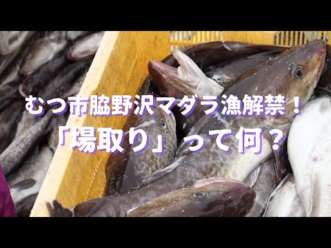 むつ市脇野沢マダラ漁解禁！「場取り」って何？