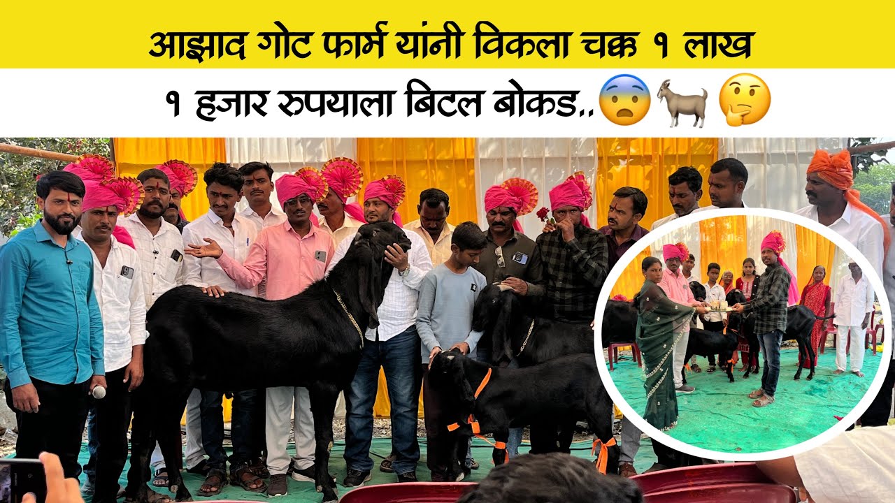 आझाद गोट फार्म यांनी चक्क १ लाख १ हजार रुपयाला विकल बिटल बोकड..😨🐐💸#goatfarming #farming 