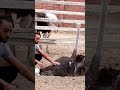 لحظة بيض النعامة علي ايدي لحظة بيض النعامة علي ايدي