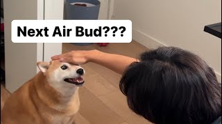 Shiba Auditions for Air Bud. Ends Violently.