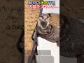 可愛すぎ注意？！癒されるカワウソTOP9！！