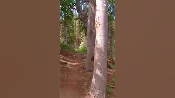 ماريا كاميلا جريمة قتل 