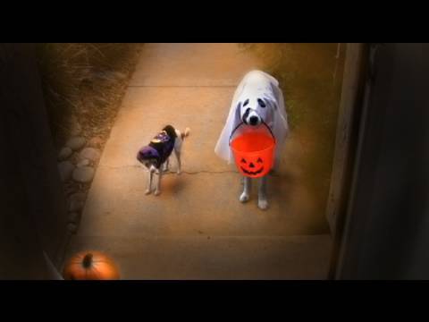 Trick or Treat? - Funny Dogs Halloween Dog Tricks