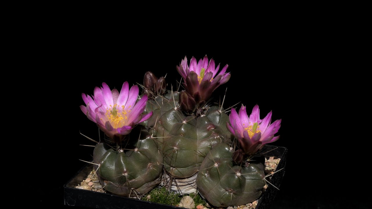 Echinocereus knippelianus subsp. reyesii, Mexico, Nuevo Leon