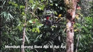 Menjebak Burung Murai Api sang betina menyerang