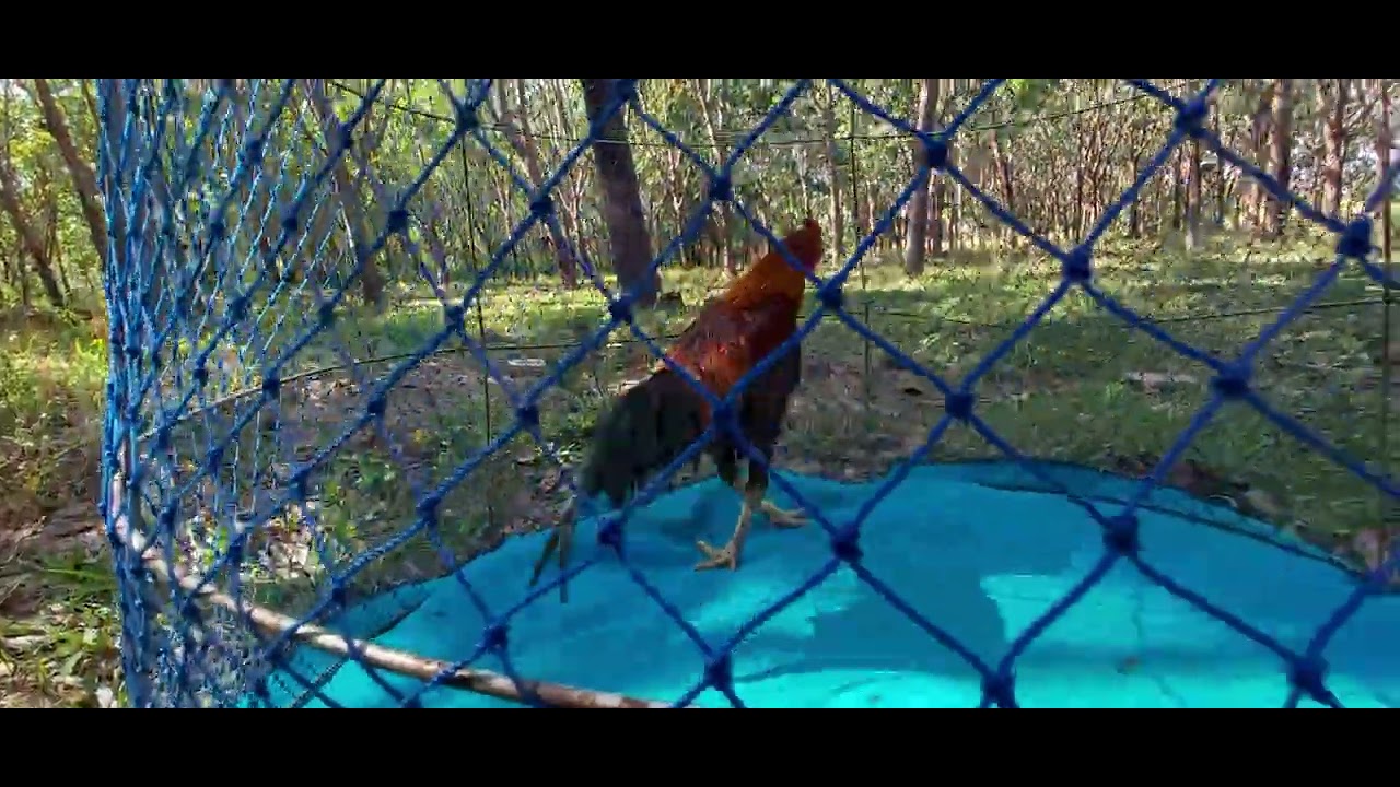 ไก่พม่าสวยงาม