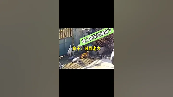 君子報仇，十年不晚😂#萌寵  #抖音 #tiktok #搞笑 #funny #中國 - 天天要聞