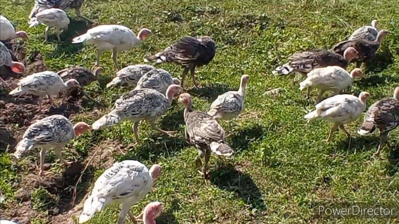 HINDUSKALARIN CEKI YIGMASI UCUN NE ETMEK LAZIMDIR ?