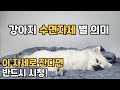 강아지가 베개를 베고 자면 아픈거 일수도 있어요! 반려견 수면자세별 의미