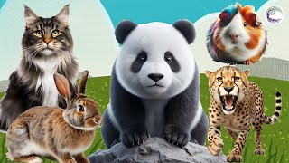 Love Life: Cat, Panda, Guinea Pig, Cheetah, Rabbit - Animal Sound