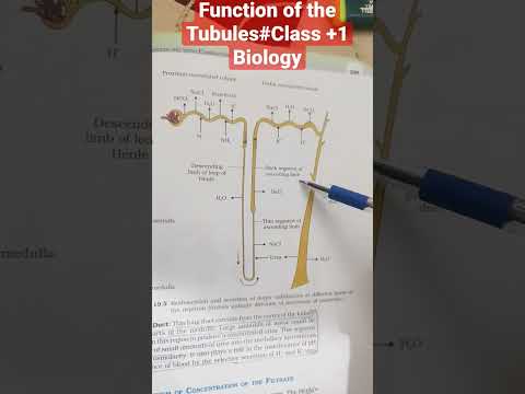 Function of the