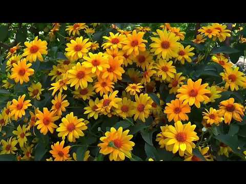 Meditation Impromptu 01 By Kevin MacLeod