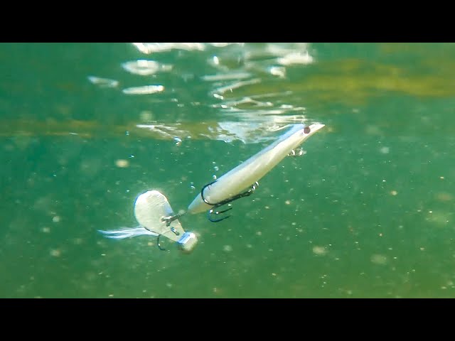 Testing the new Z-Man HellraiZer topwater chatterbait for Bass 