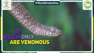 World Snake Day