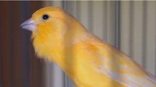 Belgian Canary Singing  doesn't your canary sing? Put this on, HE will sing a lot