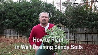 How to plant in sandy or very well draining soils. Proper tools, amendments, and techniques