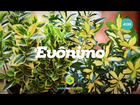 Como cultivar evônimo