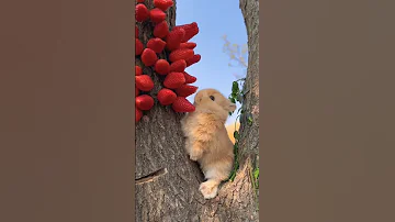 ارنب يأكل الفريز أرنب Rabbit Shorts حيوانات 