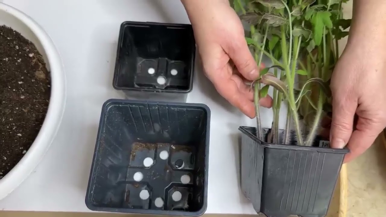 СЕЙТЕ ТОМАТЫ ТОЛЬКО ТАК! РАССАДА КРЕПКАЯ И БЕЗ ПИКИРОВКИ