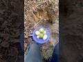 Sembrando Wisquil o Chayote #wisquil #chayote