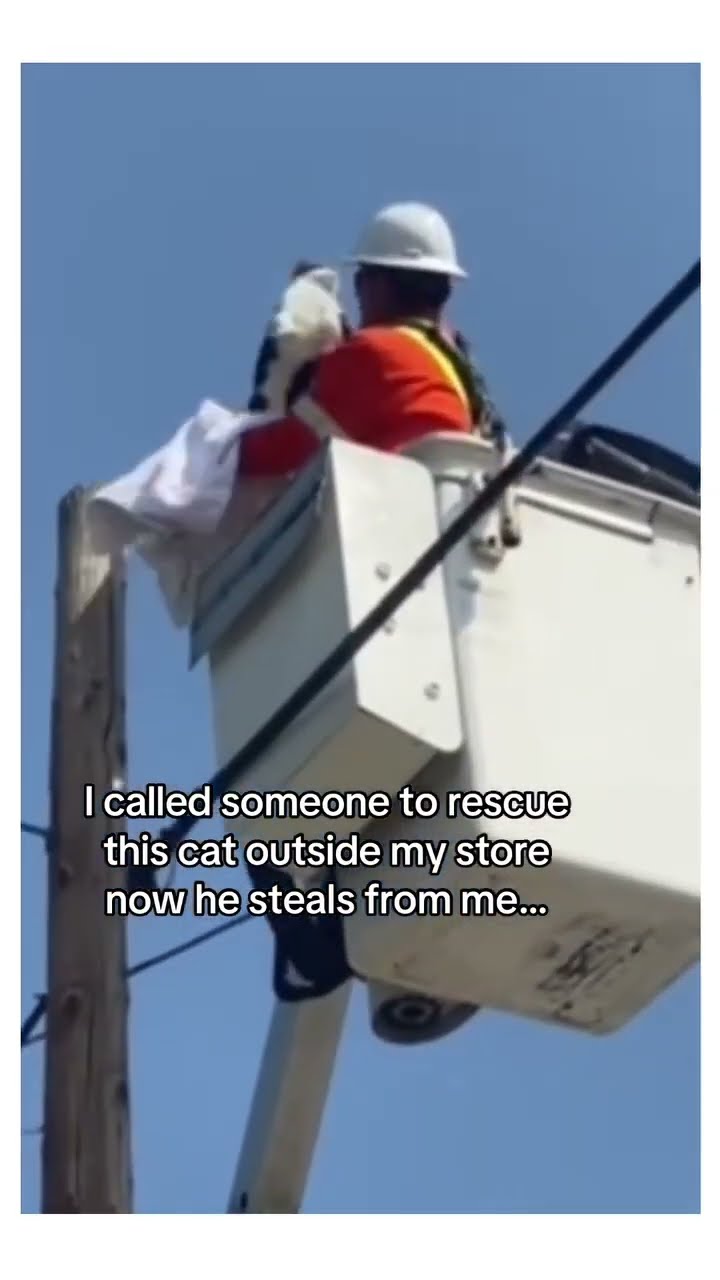 He seen a Kittyo and said time to diddyo can you free the bro